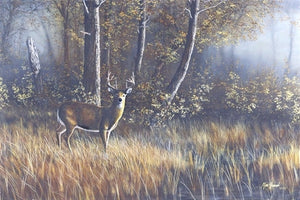 Picture of Morning Whitetail