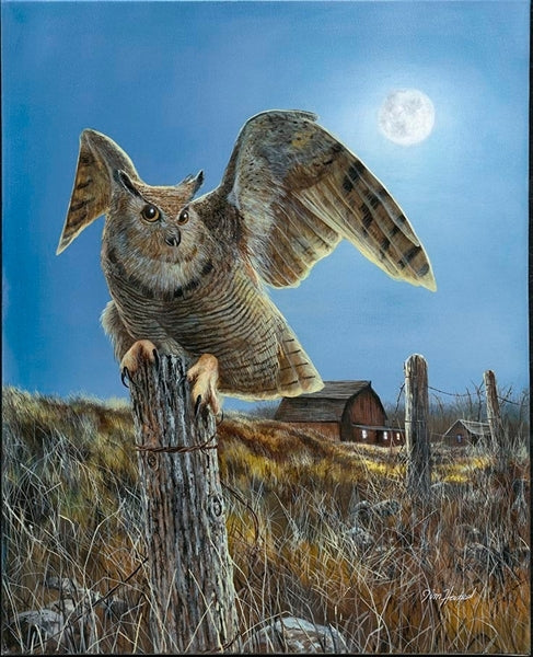 Picture of Night Owl