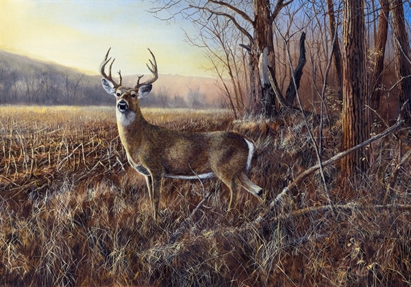 Picture of Bluff Country Buck