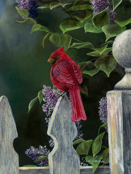 Bird's Eye View - Cardinal