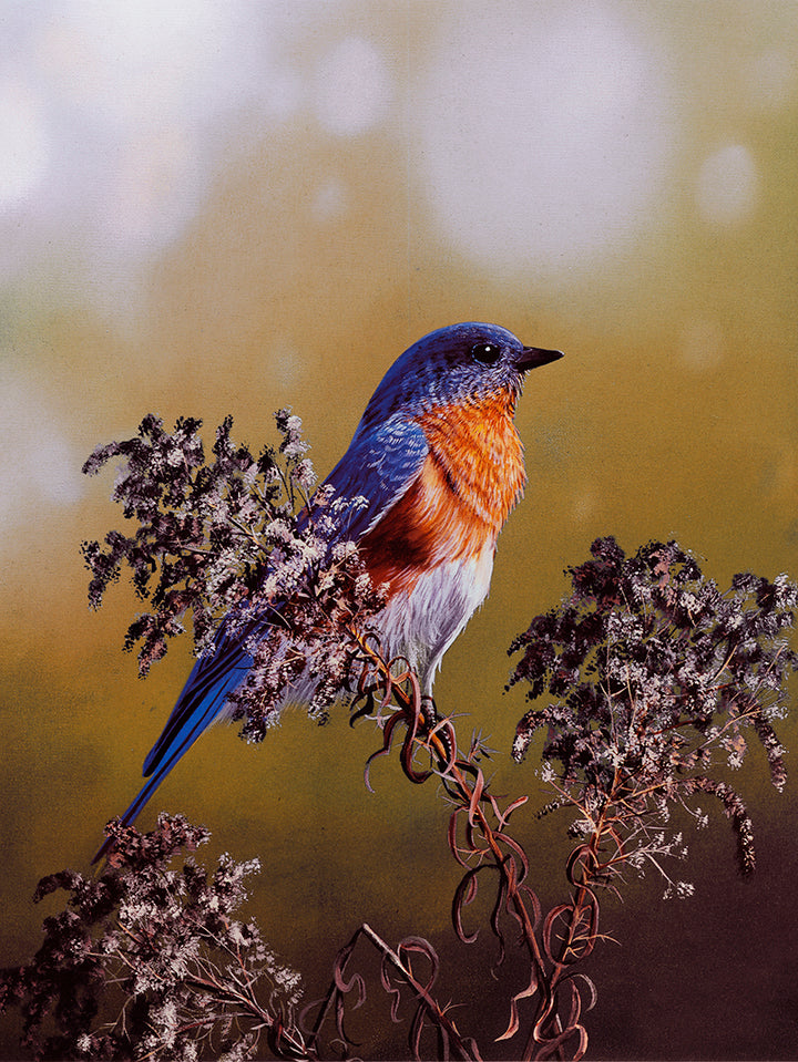 Eastern Bluebird