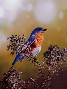 Eastern Bluebird